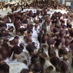 다울농장 참송이버섯 국내산 선물세트 1kg 천안 광덕 : 다울농장