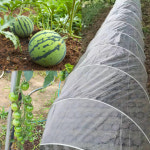 하우스용비닐 튼튼한 보온 주말농장 농사 방한용 밭비닐 : 대짜마켓