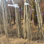 [농업의 신]구찌뽕 나무 묘목 접목2년생 특묘 특용작물 뽕나무 : 농업의 신