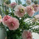 버터플라이반단   농장직송 졸업 생일 축하 장미꽃 꽃선물 장미 스승의날 어버이날 기념일 : 송현장미