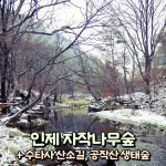 [강원] 인제 원대리 자작나무숲+홍천 수타사(산소길) 당일여행 / 트레킹 / 서울경기出 : 파랑새투어