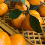 제주 오선생 감귤농장 5 10 kg 키로 겨울 제철 동문 서귀포 올레 못난이 : 테이스티제주