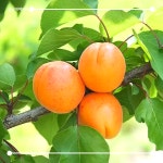 [봄날애제비씨] 살구나무 묘목 왕살구 신사대실 산형3호 유실수 접목1년 특묘 농사 재배 : 봄날애제비씨