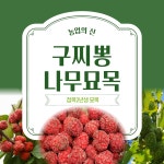 농업회사법인뽕나무한그루주식회사 | [농업의 신]구찌뽕 나무 묘목 접목2년생 특묘 특용작물 뽕나무 : 농업의 신