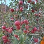 무주 반딧불사과 산지직송 10kg : 무주 반딧불 사과 농장