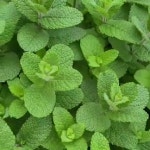 민트잎  친환경 허브 모히또용 애플민트  애플민트생잎 50g : 맨발의농부