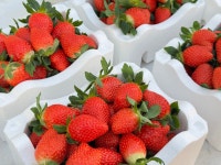 프리미엄 제철 설향 예산 딸기 산지직송 당일수확 GAP농장 오늘도딸기 : 오늘도 딸기