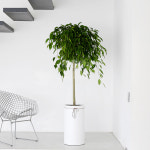 킹벤자민 : 배칠수꽃배달