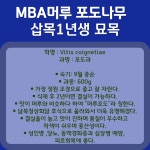 MBA 머루 포도나무 묘목 나무 삽목1년생 서울농원 : 서울 농원