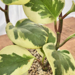 실내공기정화식물 무늬 골드 페페 수경재배 관엽 화분 14.5호 PPE5 : 흰내