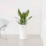 마상게아나 (마쌍) : 배칠수꽃배달