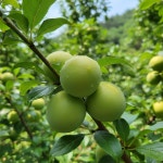 국산 식후매실 소화 매실 음료 100ml x 10개 : MOA store