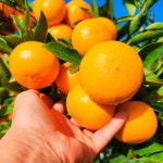 제주 감귤 노지 귤 밀감 타이벡 홍매향 농장직송 : 자연의정식품