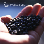 2025년 국산 소만콩 1kg 검은콩 검정콩 : 소화농장