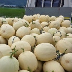 천안 수신멜론 홈런스타 6.5kg(3수) 고당도 멜론 별이네농장 : 별이네 수신멜론