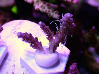 1121 아크로포라 RRU ultra chaos 5번 : 블루코너 수족관