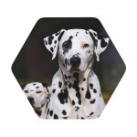 4Pc 코스터, 달마시안 음료용 개 코스터 가죽 흡수 세트 내열 머그 매트 커피 컵 패드 새 집을 위한 집들이 선물 One Size Hexagon : 톰앗호