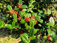 호랑가시나무 분묘 크리스마스 트리 1.0m이상 (둥근잎) : 틔움해찬농원