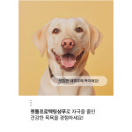 그룸라인프로 ZEN12 젠트웰브 젠틀프로텍팅 샴푸 300ml 민트스플래시 : 젤리펫샵