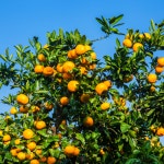 [산지직송] 제주 서귀포 고당도 효돈 노지감귤 가정용 5kg : 더 귤