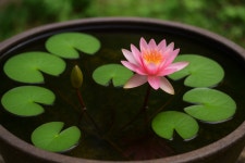 수초 키우기 미니 수련 두알 완전발아 무이탄 초보 구피 어항수초 새우 레이아웃 수경 식물 : 물풀정원