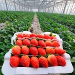 당도선별 생 딸기 킹스베리 만년설 설향 금실 비타베리 고당도 농장직송 : 자연의정식품