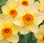 [수선화 구근] 파이프 메이저 10구 : 화산농원