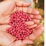 찹쌀고추장 국내산 콩 고춧가루 전통 발효 토속 고추장 500g : 네게브