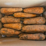 평대돌담농장 구좌당근 제주 흙당근 산지직송 햇당근 주스용 5kg 10kg : 평대돌담농장