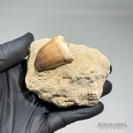 (QB04) 모암보존 모사사우루스 이빨 화석 Mosasaurus : 루페우스