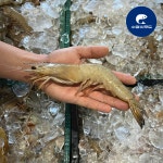 자연산 대하 왕새우 1kg : 수양씨푸드