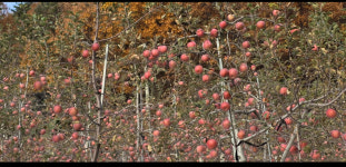 황정 정품 꿀부사 15과(3kg 내외) : 게으른농부네농장