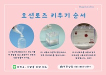 해인초 오션로즈 해조류기르기 DIY 세트  : 해인초샵