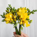 [플라워365마켓] 노랑 프리지아 50대 후리지아 양재꽃시장 도매 생화꽃 경매 택배 : 플라워365마켓