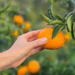 서귀포 위미 고당도귤 노지 제주도감귤 10kg 남원 맛보장 귤택배 : 마켓쉘