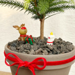 아라우카리아 식물만 크리스마스 생화 트리 : 어제봤던식물