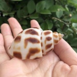 소라게 쉘 키우기 소라 껍데기 자연쉘 : 애개마켓