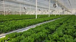 당일수확 청상추 가락시장 1등 1kg,2kg 진청맛 상추 로메인 샐러드 쌈채소 유럽샐러드 에어로포닉스 분무수경 GAP인증 : 힘찬채소농장