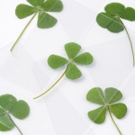 네잎클로버 카드 생화 코팅 행운 부적 : 무둥 스토어