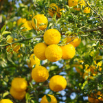 새벽농장 자연재배 고흥 햇 유자 생과 소과 2kg 3kg : 새벽 농장