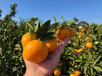 제주 감귤 노지 조생 귤 고당도 9kg : 비주비주농장