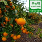 친환경 무농약 제주부영농원 꿩동산 노지귤 새콤달콤 감귤 혼합과 실중량 5kg,  10kg : 제주부영농원