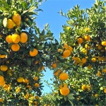 에녹이네 제주 노지감귤 조생 5kg 10kg : 에녹이네농장