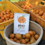 제주도 노지 감귤 조생 서귀포 고당도 밀감 3kg 5kg 10kg : 룰루랄라 농장