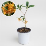 금목서 포트묘 만리향 : 세종원예농원