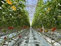 완숙 토마토 농장 직배송 2.5kg / 5kg 토마토 쥬스용 요리용 : 농사하는 딸래미