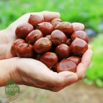 건담농수산 고소한 공주 정안 옥광밤 대 생율밤 알밤 단밤 생밤 밤농장 : 건담농수산