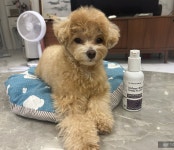 시니어펫 키드니링거 200ml, 3개 : 시니어펫