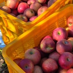 경북 영주 부사 사과 못난이사과 5kg,10kg : 주하농원