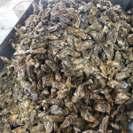 국내산 석화 3kg : 먹고 놀자